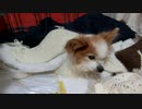 もぞもぞするワンコ（パピヨン）2