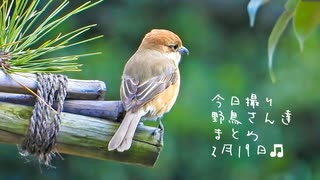 今日とり野鳥さん達まとめ2月19日晴