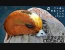 今日撮り野鳥2月20日晴れ+ヒドリ交雑？