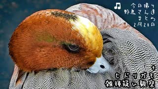 今日撮り野鳥2月20日晴れ+ヒドリ交雑？