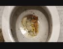 マクドナルドのチキンバーガーをトイレに流してみた