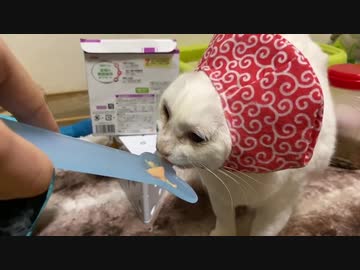 白い猫型珍獣たち、ちゅ〜るを舐めて猫妖怪になる