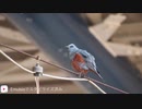 イソヒヨドリの鳴き声