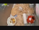 ハムスター飼いました。その90～ぷりんちゃんと回し車～
