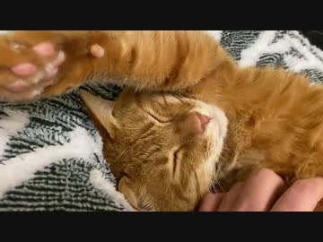 終身名誉子猫ちゃん、1日30時間の子猫返りという矛盾を見せる