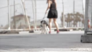エンジョイコネクトマン「こんな犬が飼いたい」