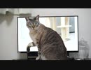 『ねこ様用 neconeco動画』を見た猫の反応