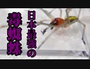【ありの飼育記#133】クロオオアリｖｓカバキコマチグモ　Ant vs Poisonous spider