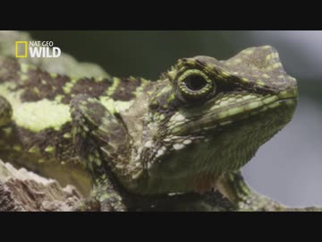 台湾のフレンズ