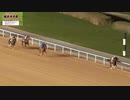 ＵＡＥオークス　2019　日本馬セラン出走