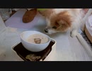 よろよろしながらも懸命に食事をするワンコ（パピヨン）