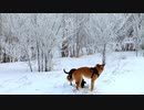 【雪景色＋犬】田川典一です