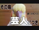 芸人と呼ばれたインコ