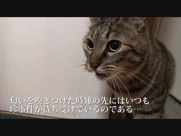 キジトラは見た！〜珍妙白猫ふたりの妖しい関係〜