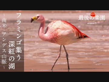 人気の フラミンゴ 動画 103本 ニコニコ動画