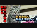 【猫の日】思春期猫に刺激的な動画を覧せてみたら意外な反応