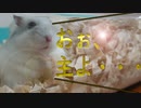 『ウチの子、おねだりが上手なんです』の巻 #10【ハムスター物語】
