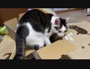 【猫は液体】こんな小さな箱に入れる訳が。。。