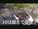 こんにゃくワームでとうとう多摩川スモールが…！