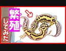 【エロい！】レオパ(ヒョウモントカゲモドキ)を繁殖してみた。【＃1】