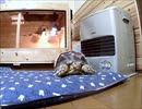 亀は見ていた。