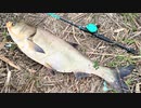 【釣り・VLOG】荒川温泉（温排水・第一調整池排水門）でルアー釣り、釣れたのはハクレン(白鰱)＠おまけ動画はiPhone XSでワイド＆マクロレンズテスト♪【Аракава река】