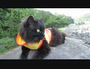 【ベロバ海岸探検、疲れたんだーｯ！】黒猫キキくん