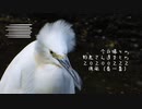 今日撮り野鳥2月2２日強風（春一番）