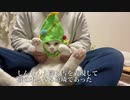 オス三毛猫とオッドアイの白い珍獣、揃ってサンタとなる