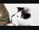 いわれなき猫