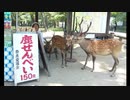 【悲報】 鹿さん、鹿せんべいくれる観光客がコロナで減りすぎて売り場を包囲してしまう