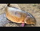 【釣り・VLOG】上板橋・志村坂上付近の見次公園で鯉釣り＠今までで一番大きな鯉！【iPhone XS・рыбалка на карпа】