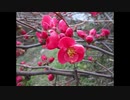 ２０２０年２月２１日　ho散歩