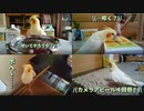 いいちこインコ蔵出し動画集