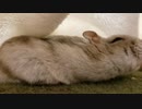 【ハムスター】さらちゃんのさらさら活動日記その12(声なし)