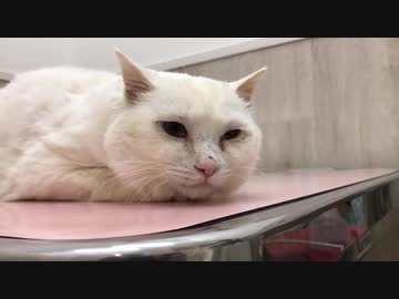 オッドアイの白い珍獣(猫)によるダイエット⇨イリュージョン(餅)