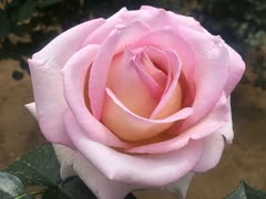 《らいおんハート／SMAP》を歌ってみた✧