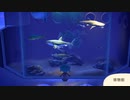 【博物館が実写並みにリアル！同じ種類の魚や虫を２匹以上展示できる？！】あつまれとびだせどうぶつの森