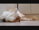 茶々丸の日常 (✿｡･ｖ･｡)