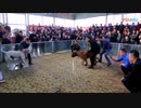 ２０１７年度　闘犬大会（中国）閲覧注意