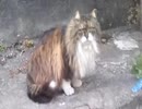 家に道案内してくれる猫