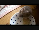ハムスター飼いました。その91～ハムスターくんたちと乾燥コールラビ～