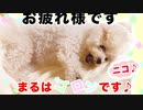 【犬いぬTube】ひっくり返る甘えん坊のまる〇がかわいい♪【ビションフリーゼ　トイプードル　雑種】