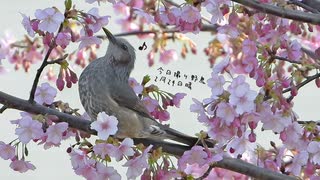 今日撮りの野鳥さん達まとめ2月24日晴れ