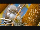 今日撮りの野鳥さん達まとめ2月26日霧雨