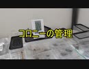 【ありの飼育記#134】アリのコロニーの管理について