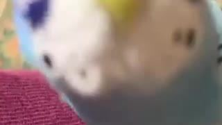 ヘドバンインコ