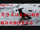 野鳥シリーズ　カラスはきれい好き　毎日水浴びをする
