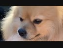 2020/02/19 ニコニコ生放送アプリからの放送