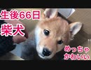 【生後66日】めっちゃ可愛い子犬の柴犬お迎えしました